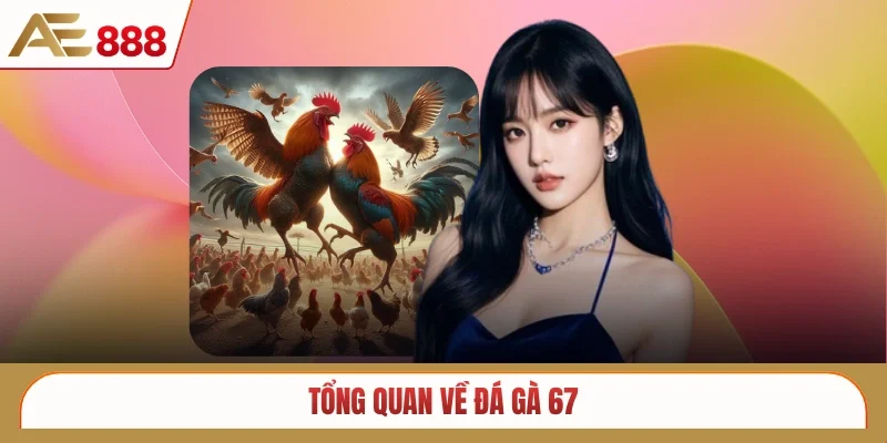 Tổng quan về đá gà 67