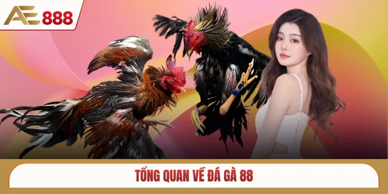 Tổng quan về đá gà 88