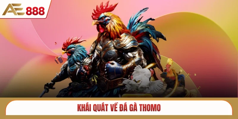 Khái quát về đá gà Thomo