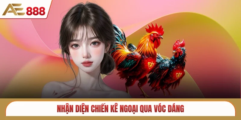 Nhận diện chiến kê ngoại qua vóc dáng