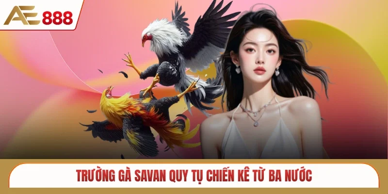 Trường gà Savan quy tụ chiến kê từ ba nước